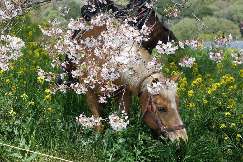 春の馬