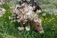 春の馬