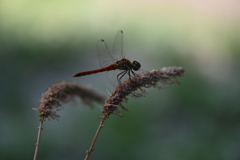 とんぼちゃんⅠ