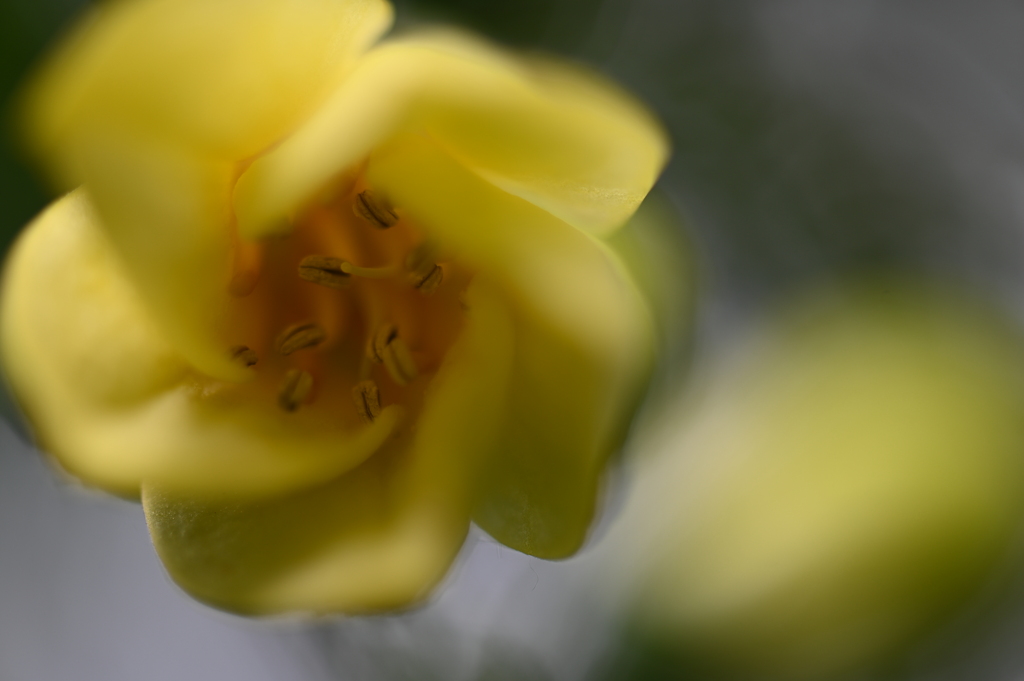 キレンゲショウマⅠ