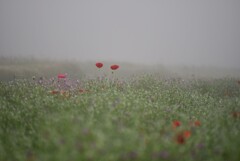 霧の中