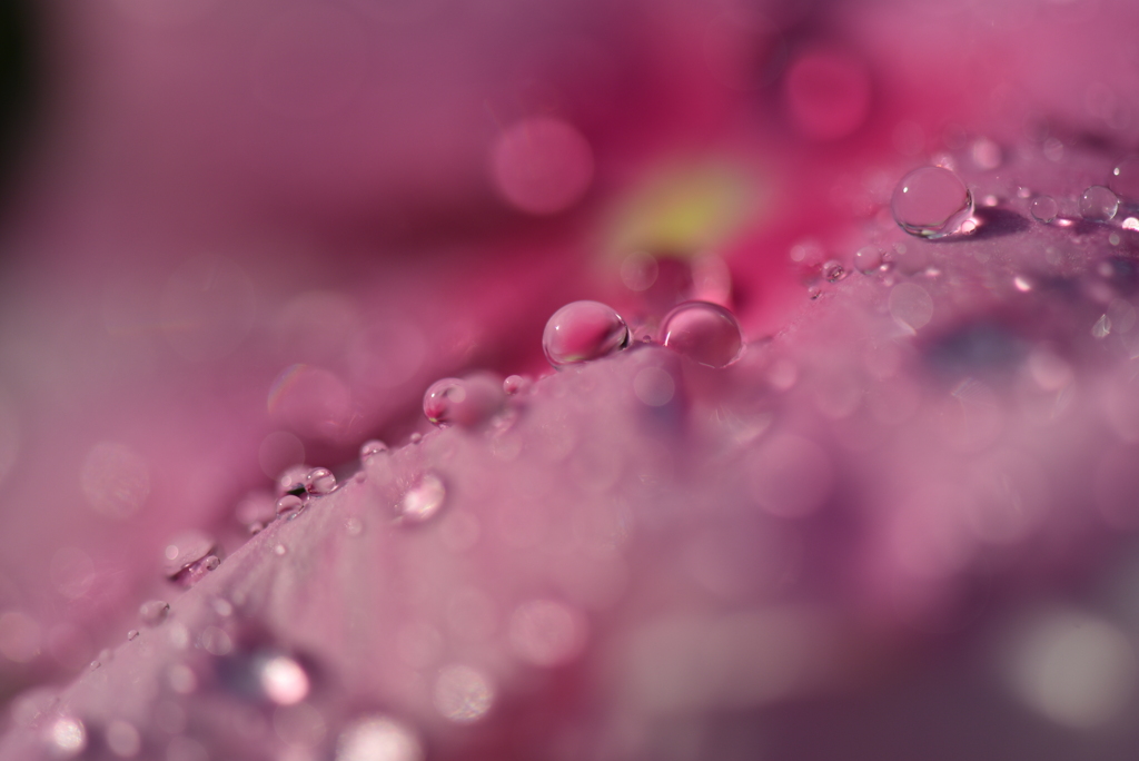 雨上がりの朝Ⅲ