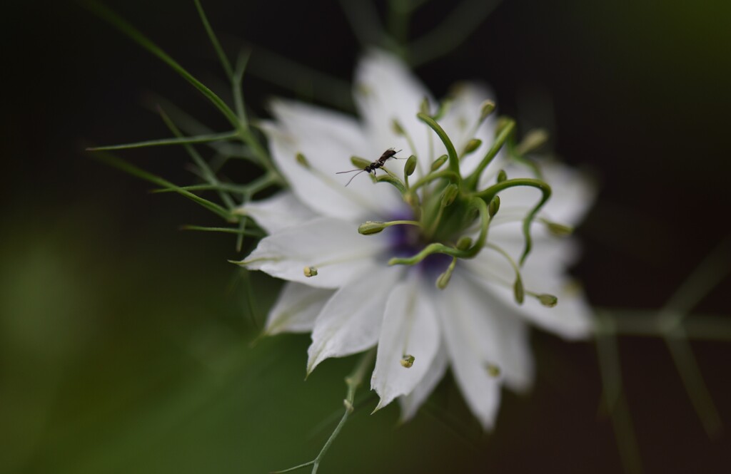 花を探して③