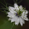 花を探して③
