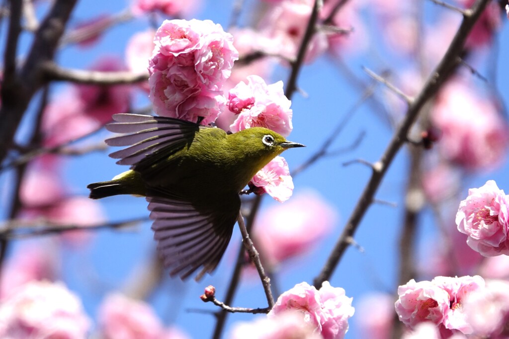 花から花へⅠ