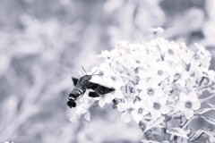 ホバリング