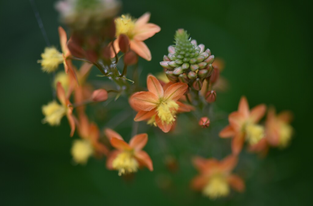 花を探して①