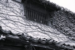 生命力