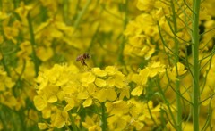菜の花とⅡ
