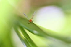 みつけた！