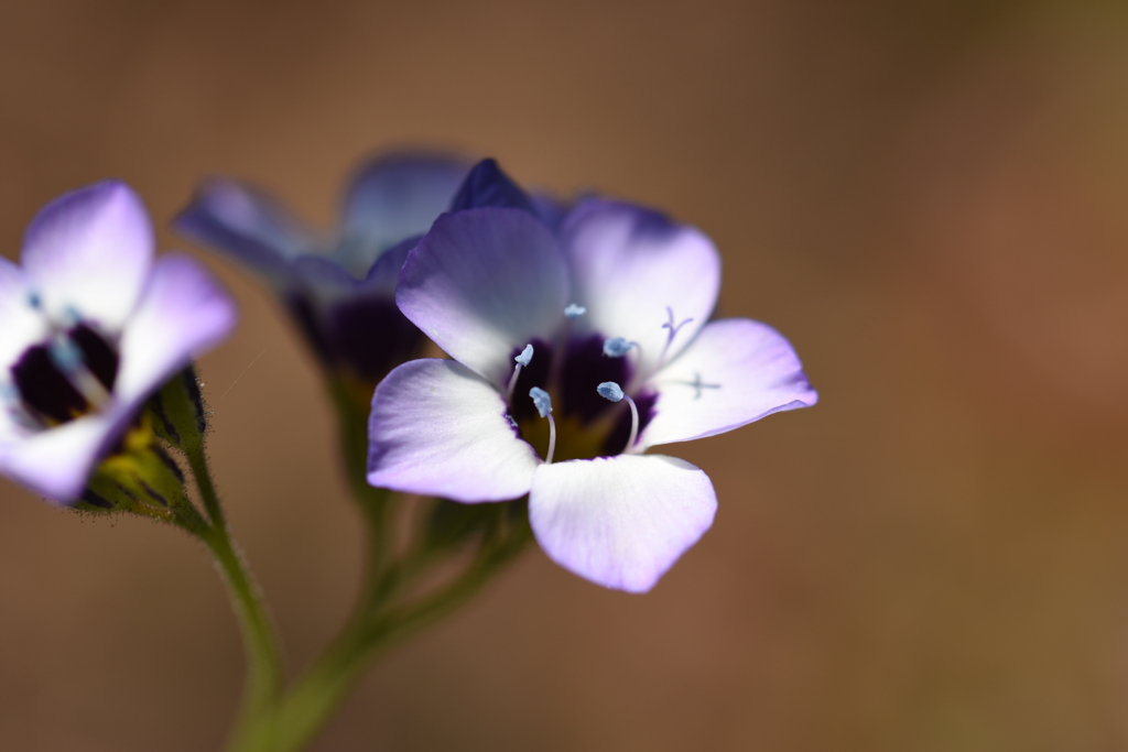 花の色は、、。（４）