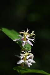 ヤマジノホトトギス