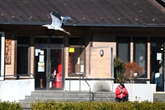 飛び立ち