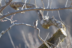 梅林の出会いⅡ