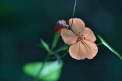 フシグロセンノウのポーズ