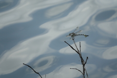 湖畔Ⅱ
