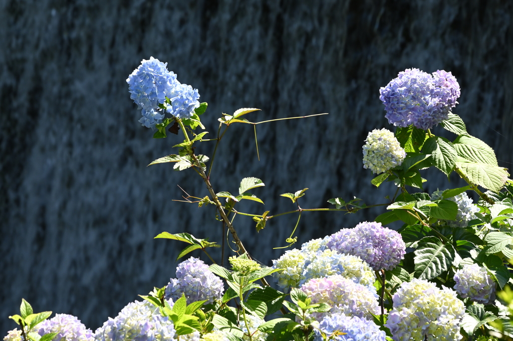滝と紫陽花