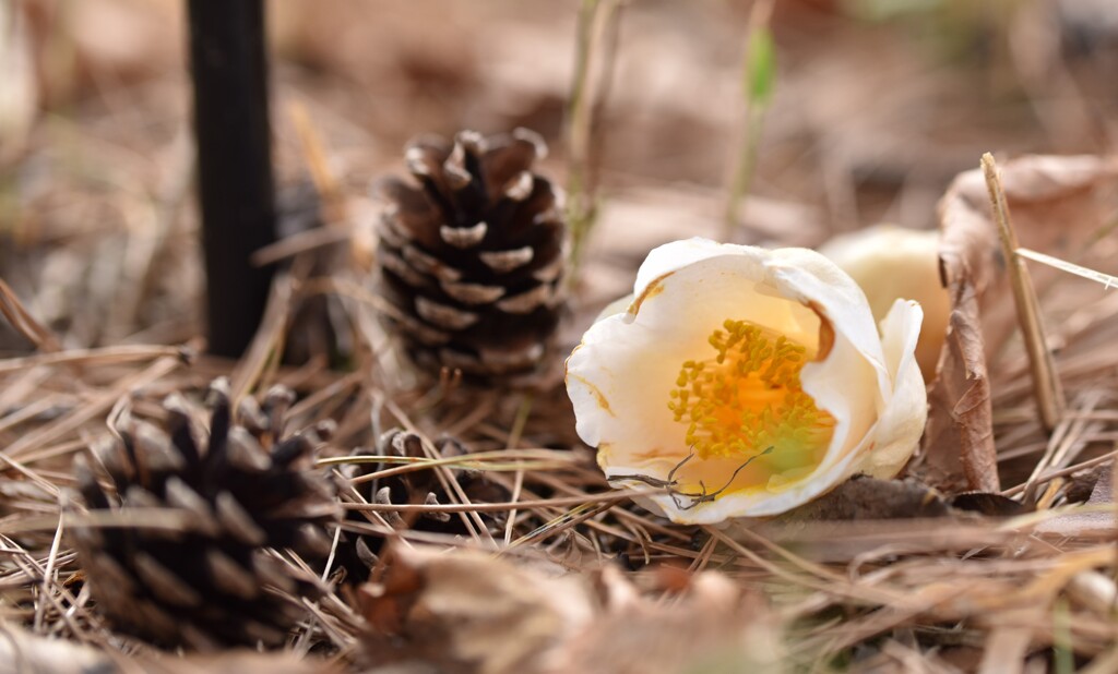 落花、まだまだきれいだよ