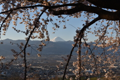 富士の花見