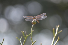 蜻蛉（３）