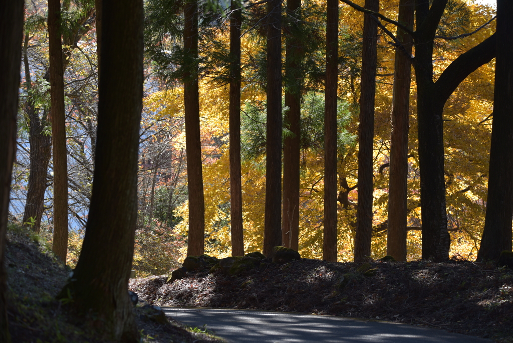 紅葉を求めてⅡ