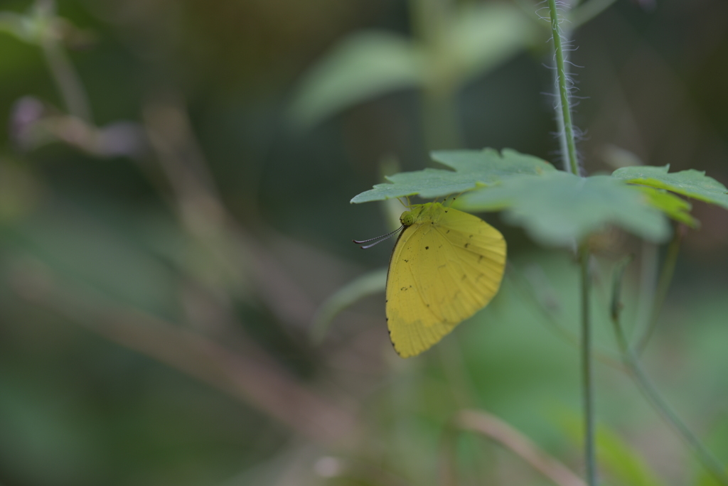 曇天の出会いⅠ