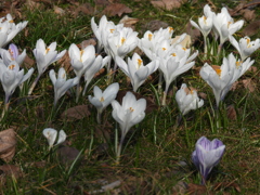 クロッカス