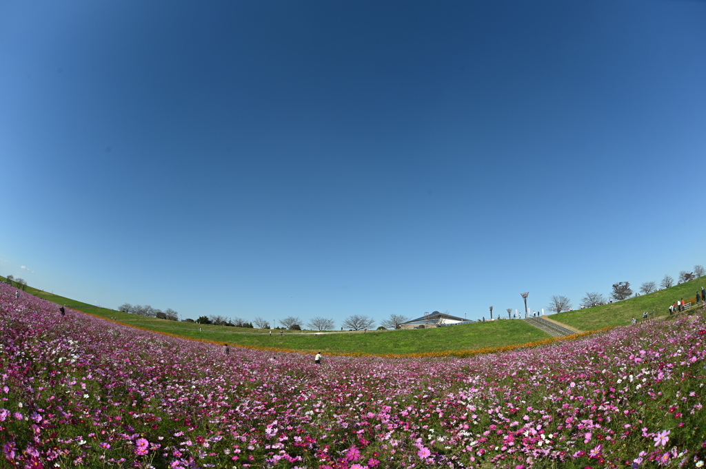 コスモスの谷？