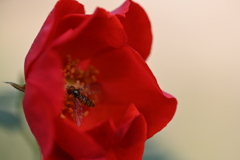 あなたを愛してます あなたを愛してます