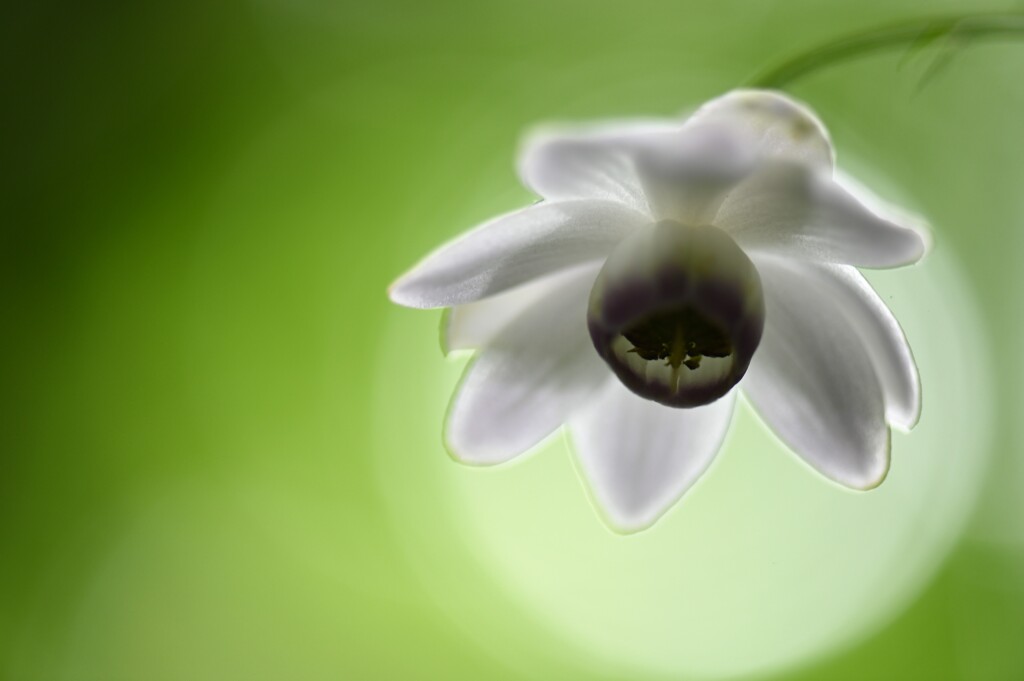 レンゲショウマ