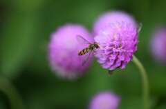 小さな花のお客様