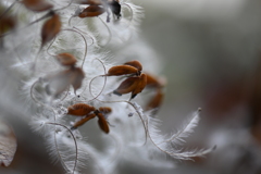 晩秋の花壇