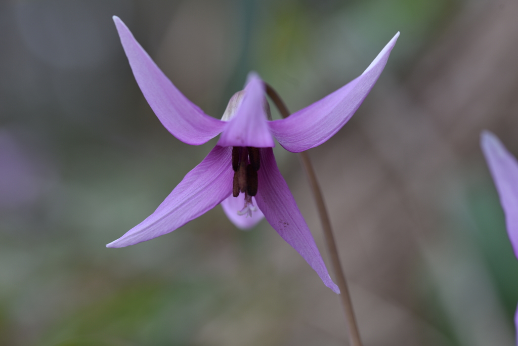 曇天のカタクリ