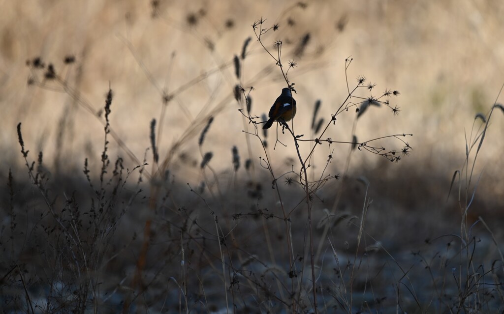 このシルエットは