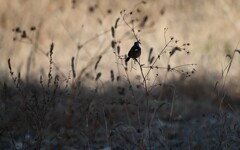 このシルエットは