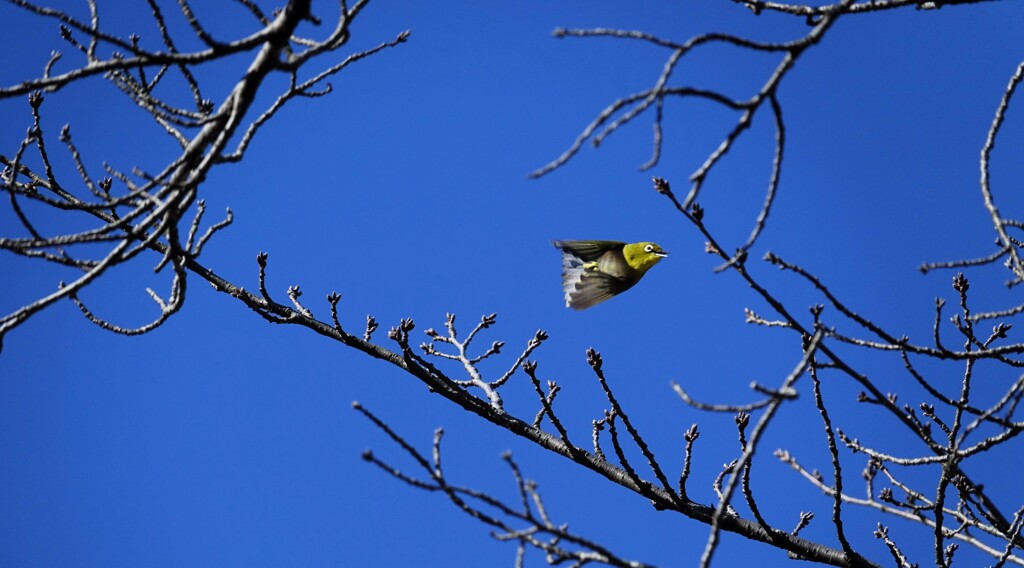 メジロシャトル