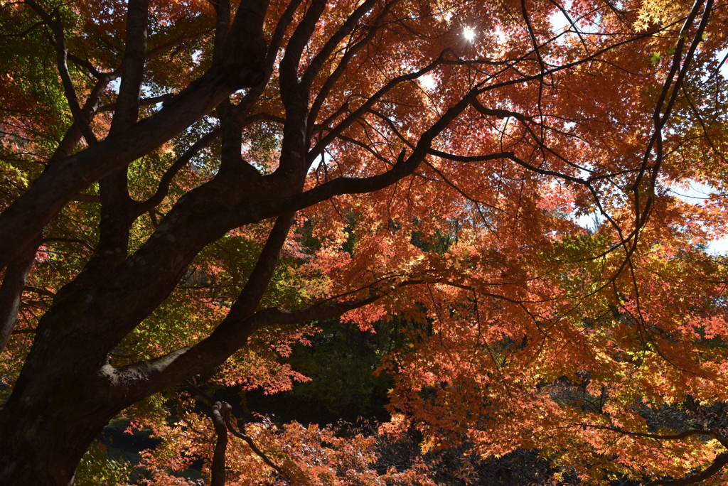 紅葉を求めてⅢ