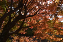 紅葉を求めてⅢ