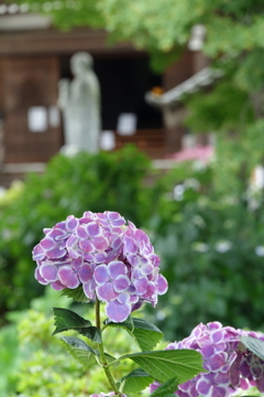 あじさい寺