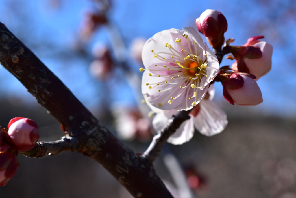 梅が咲いた