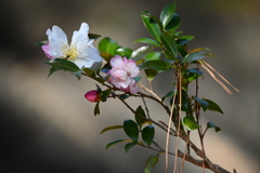 山茶花