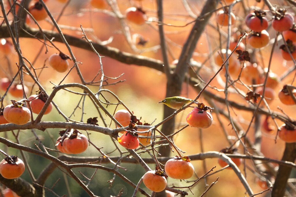 どれにしようかな