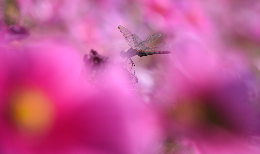 cosmos