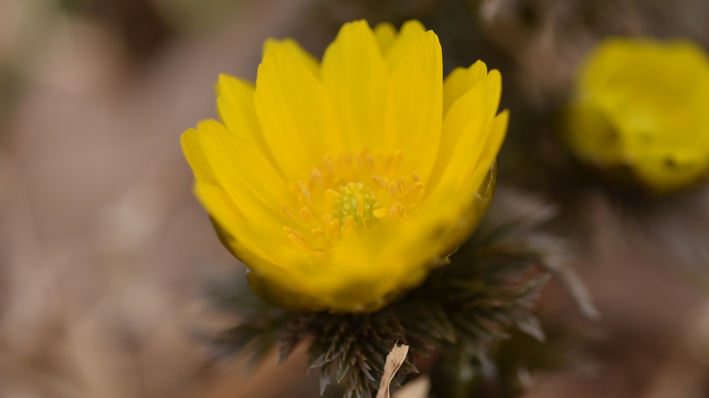 福を呼ぶ花