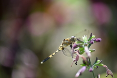サンキュー サンキュー