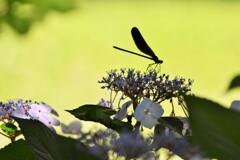 この花と～まれ