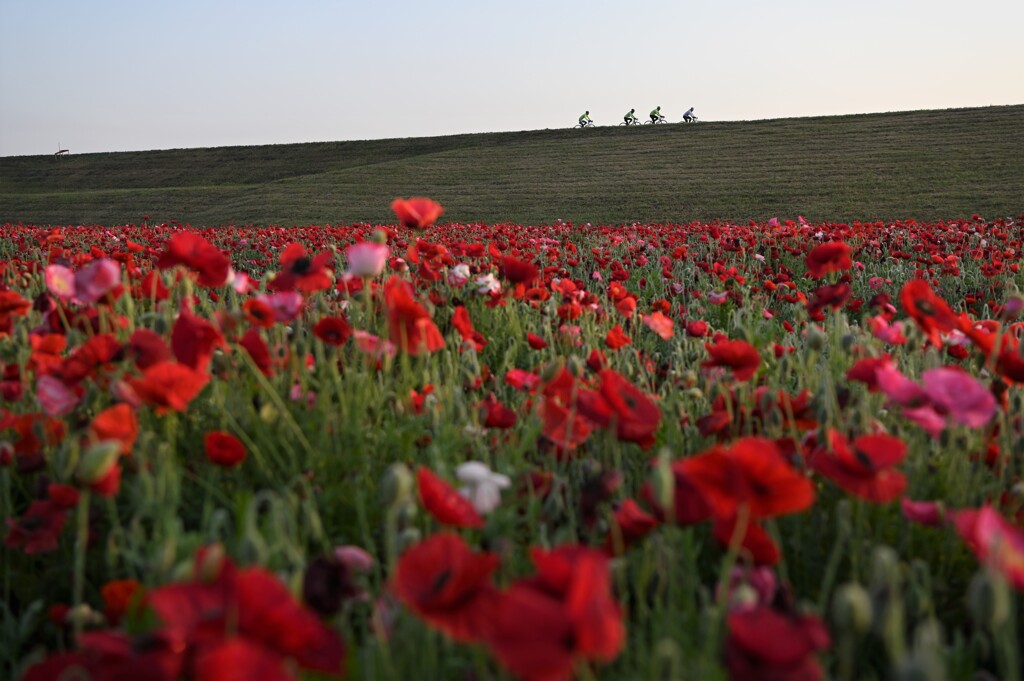 ポピー畑の朝