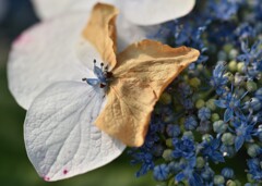 枯れていく、これも運命