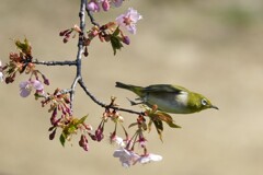 花から花へⅡ