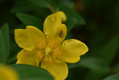 キンシバイの客